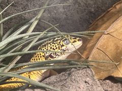 -酷以爬仙阁实体爬宠店·守宫·蜥蜴·专业繁育