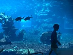 -海棠湾洲际-涛·海底餐厅·美人鱼·自助餐·海底隧道