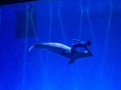 -芜湖新华联大白鲸海洋公园