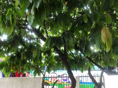 -Belice Chocolate Kingdom