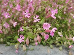 -春花秋色城市公园