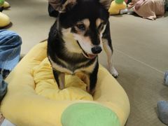 -逗柴咖啡屋·狗咖猫咖宠物桌游