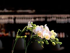 -GANEA 厨房神话故事西餐厅
