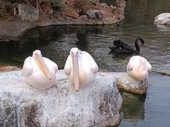-昆明动物园