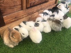 -萌宠亲子动物乐园(槐房万达店)