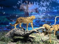 -国家自然博物馆