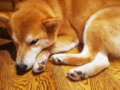 -柴务处·柴犬主题狗咖