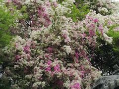 -深圳国际园林花卉博览园