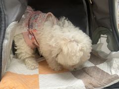 -瑞派康怡24h宠物医院·犬猫医疗中心·微创绝育(瑞景分院)
