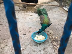 -上海滴水湖皇冠假日酒店