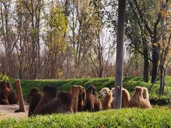 -北京野生动物园