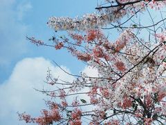 -白石龙音乐公园