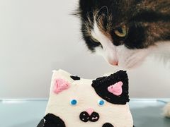 猫咪蛋糕-随心小姐