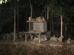 -清迈夜间动物园