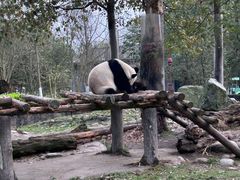 -都江堰中华大熊猫苑