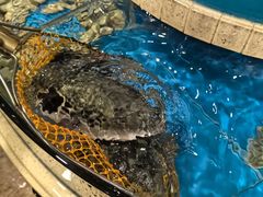 -天正河鲀·河豚亭(大连店)