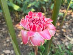 -中国科学院西双版纳热带植物园