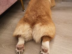 -浣熊柯尔鸭土拨鼠·电玩咖
