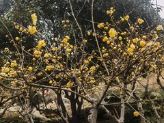 -无锡梅园公园