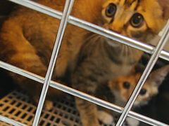 -宠颐生猫科·内科皮肤科(西平世纪城店)