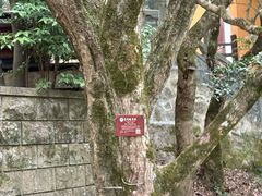 -普陀山慧济禅寺