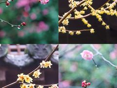 -慧因高丽寺