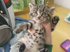 -萌兽医馆·宠物医院·猫骨科(创景店)