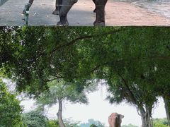 -深圳野生动物园