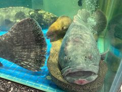 -聚福宝合苑食府(南头镇店)