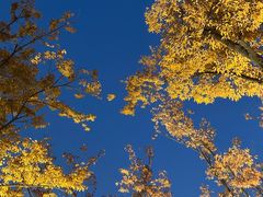 -太湖饭店玉兰厅(自助餐厅)