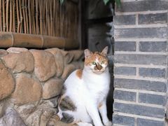 -龙华素斋(龙华路店)