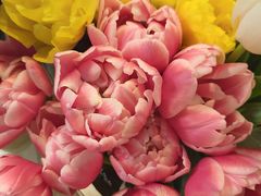 -双季花艺园艺市场(浦东店)