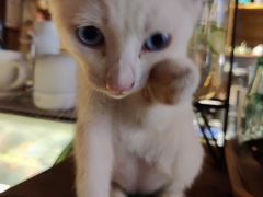 -新月集庭院咖啡馆(老邮局店)