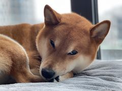-1013 PET SHOP 宠物商店(近铁城市广场店)
