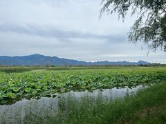 -野鸭湖国家湿地公园