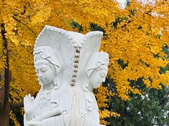 -泰山风景名胜区-普照寺