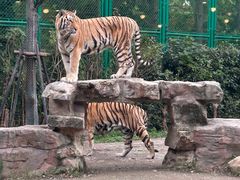 -上海野生动物园老虎餐厅