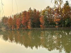 -上海长兴岛郊野公园