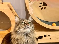 -豆逗聊愈猫阁Easy Life