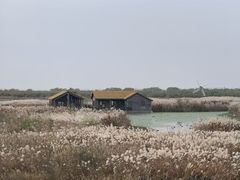 -宁波杭州湾国家湿地公园
