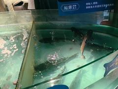 -坛宗剁椒鱼头(河西王府井店)