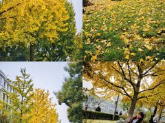 -三里屯东五街银杏大道