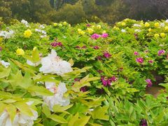 -莲花池公园