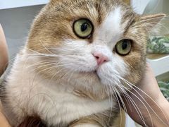 -青奢宠物·青奢猫舍