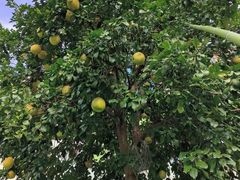 -上海马荣金地格林幼儿园