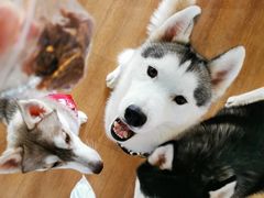 -Husky Go! 哈士奇体验馆·宠物咖啡厅狗咖