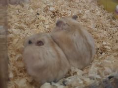 -宠物兔专门店(天丰利市场店)