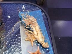 -千岛蚝高压锅生蚝·人参火锅(白云万达店)