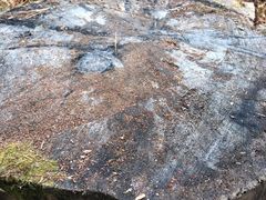 -五营红松林海景区