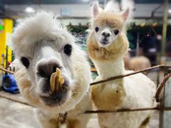 -上海大自然野生昆虫馆(东方明珠·爬宠昆虫探索中心)